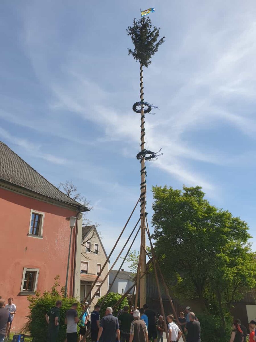 Maibaum traditionell mit Muskelkraft aufgestellt