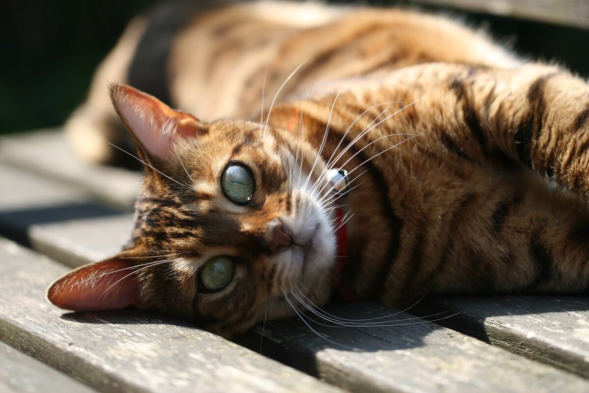 Wilde Katze: Arzthelferin bekommt Narkosespritze ab