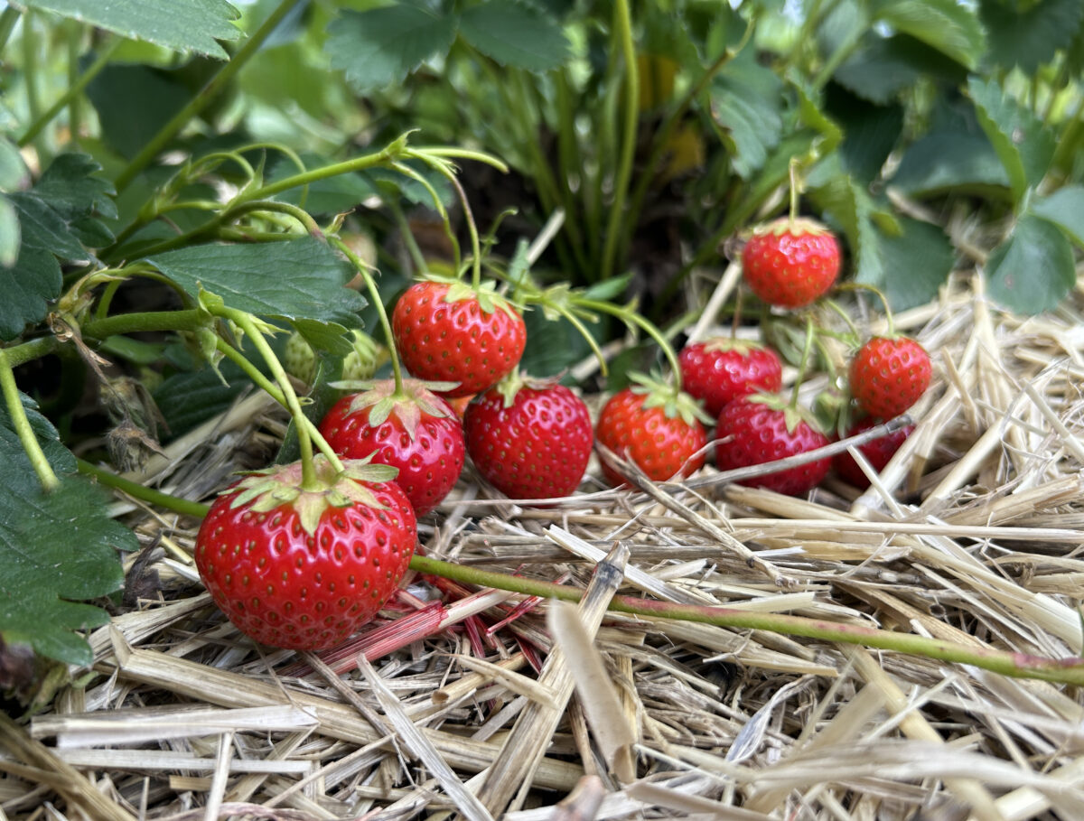 Regional genießen (6): Erdbeeren