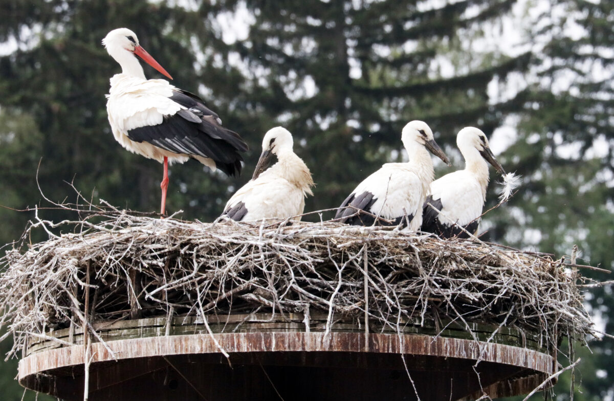 Drei Storchen-Jugendliche erobern Floß