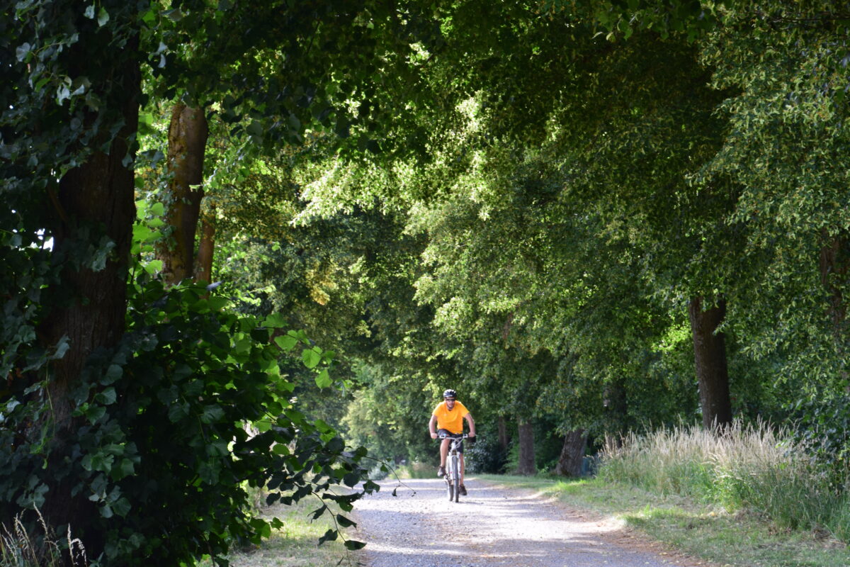 Lindentour – Radeln zu eindrucksvollen und geschichtsträchtigen Linden