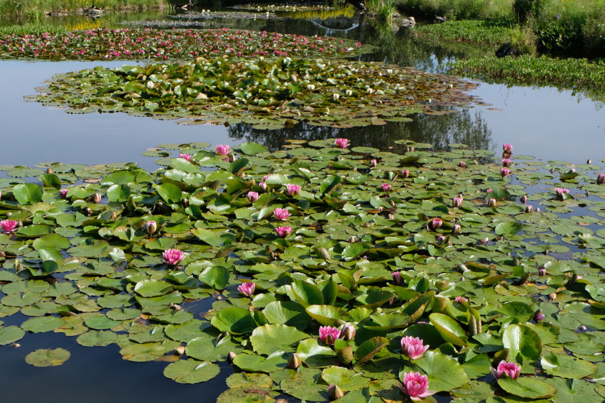 Seerosenteich am Schnepfenhof ist ein kleines Paradies