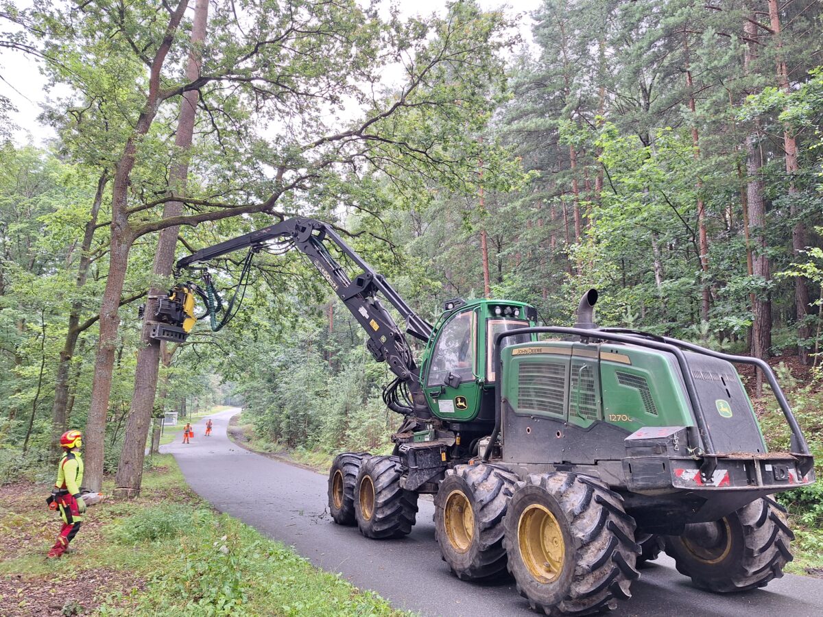 Staatsforsten entnehmen rund 60 Birken und Kiefern