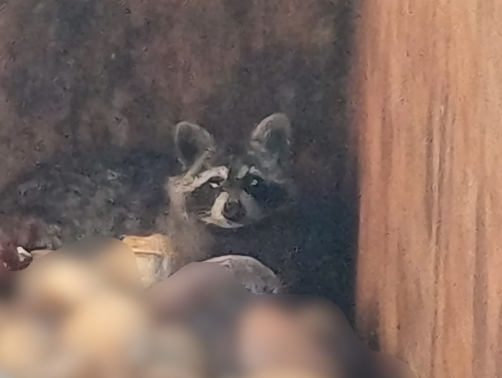 Putzig oder eine Plage: Waschbär in Weiden gesichtet