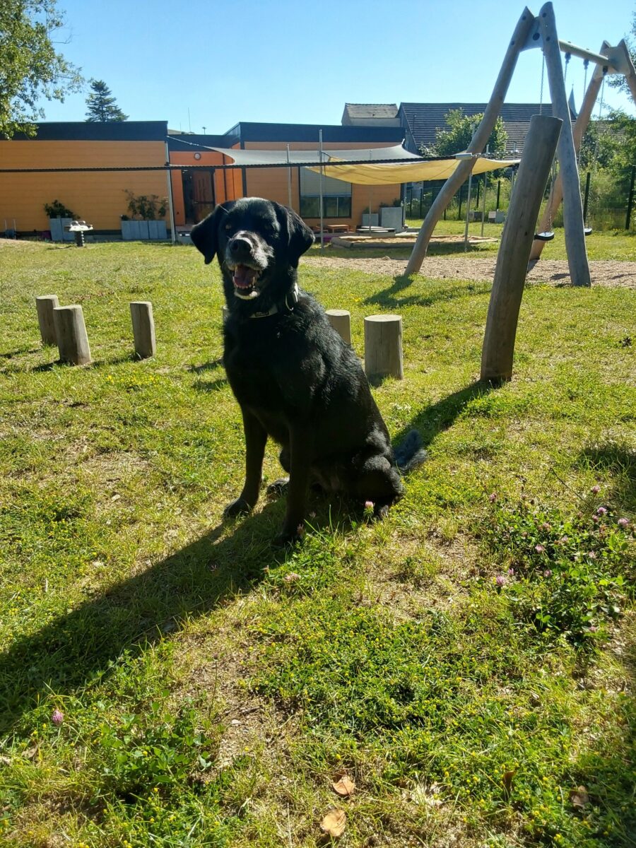 Hunde als Erzieher: Neues Konzept in Weiherhammer Kita