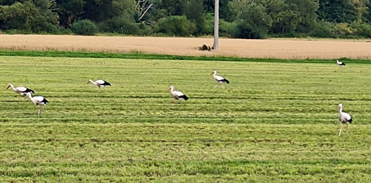 Naturspektakel in Weiden: Über 40 Jungstörche sammeln sich zum Abflug