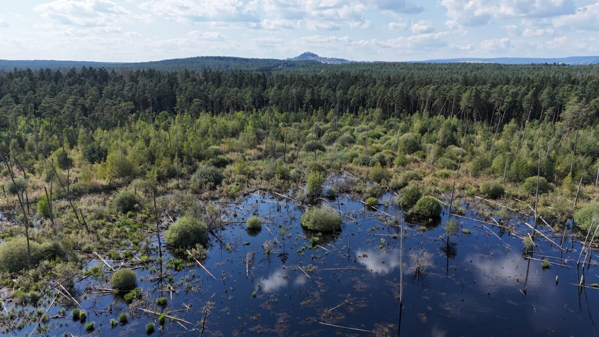 Wunder der Natur: In der Mooslohe entsteht wieder Moorlandschaft