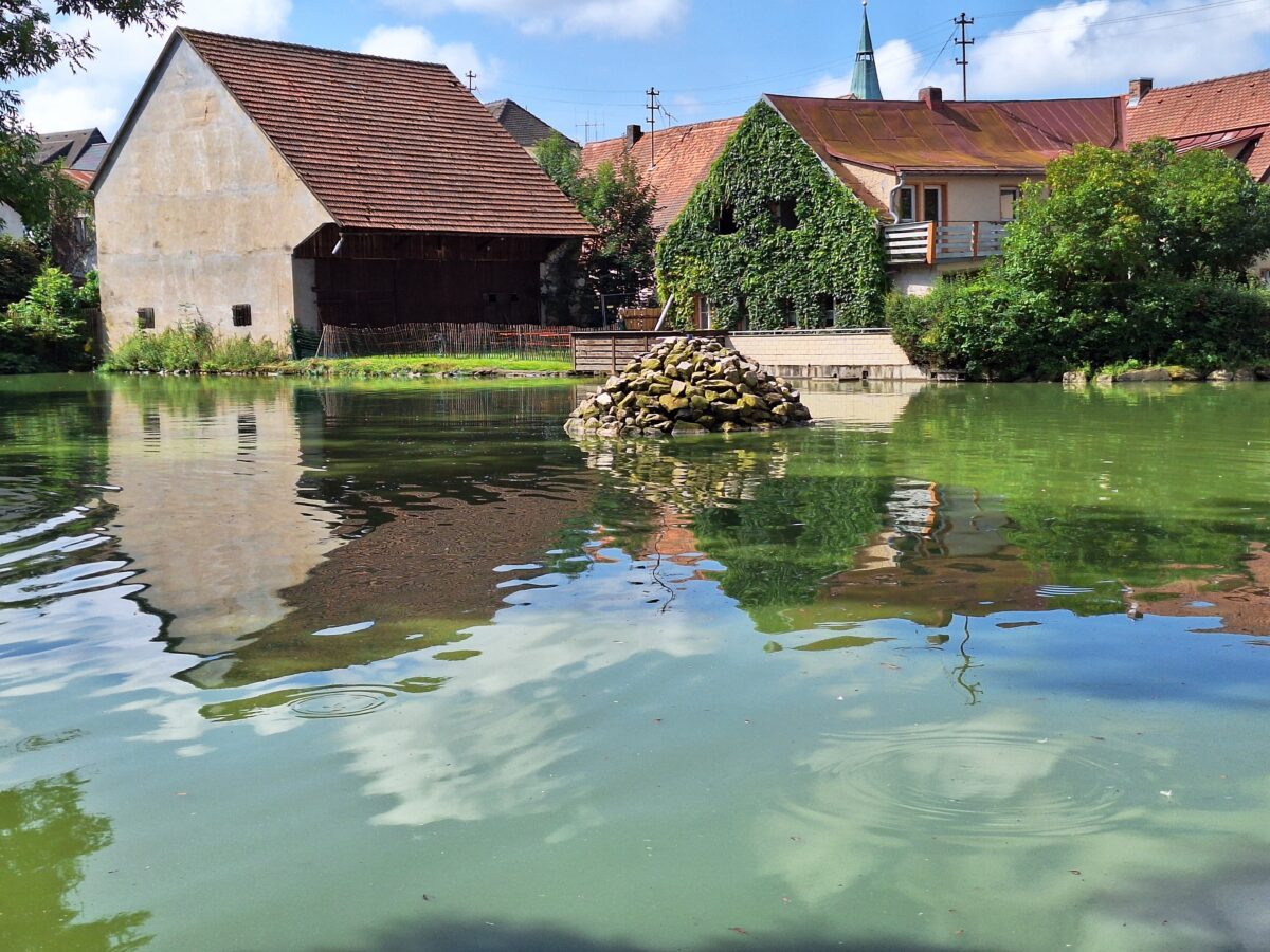 Pleystein: Unschuldig beim Fischsterben im Stadtweiher