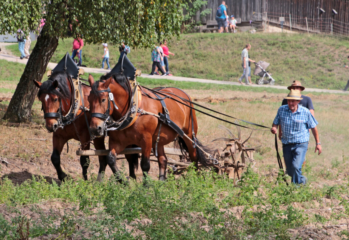 Rosstag Neusath: Ein Fest für Pferde und Geschichte