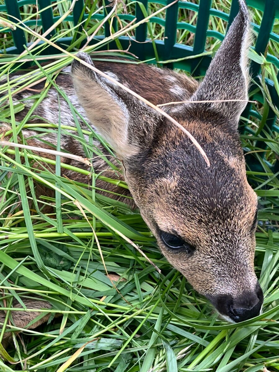 Rehkitzrettung NEW-WEN rettet über 300 Tiere