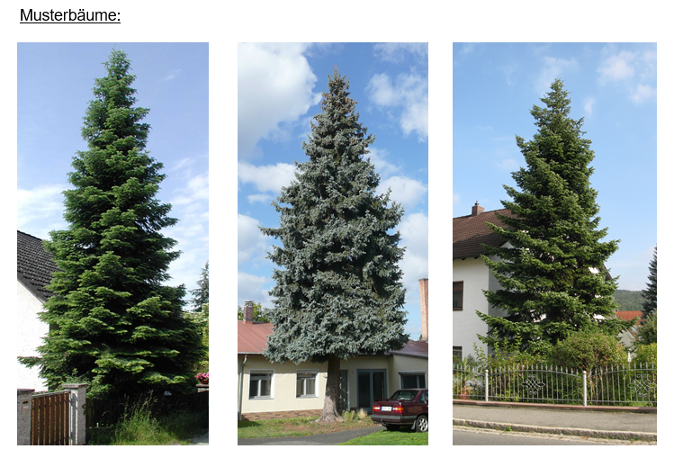 Amberg sucht Weihnachtsbäume für den Advent