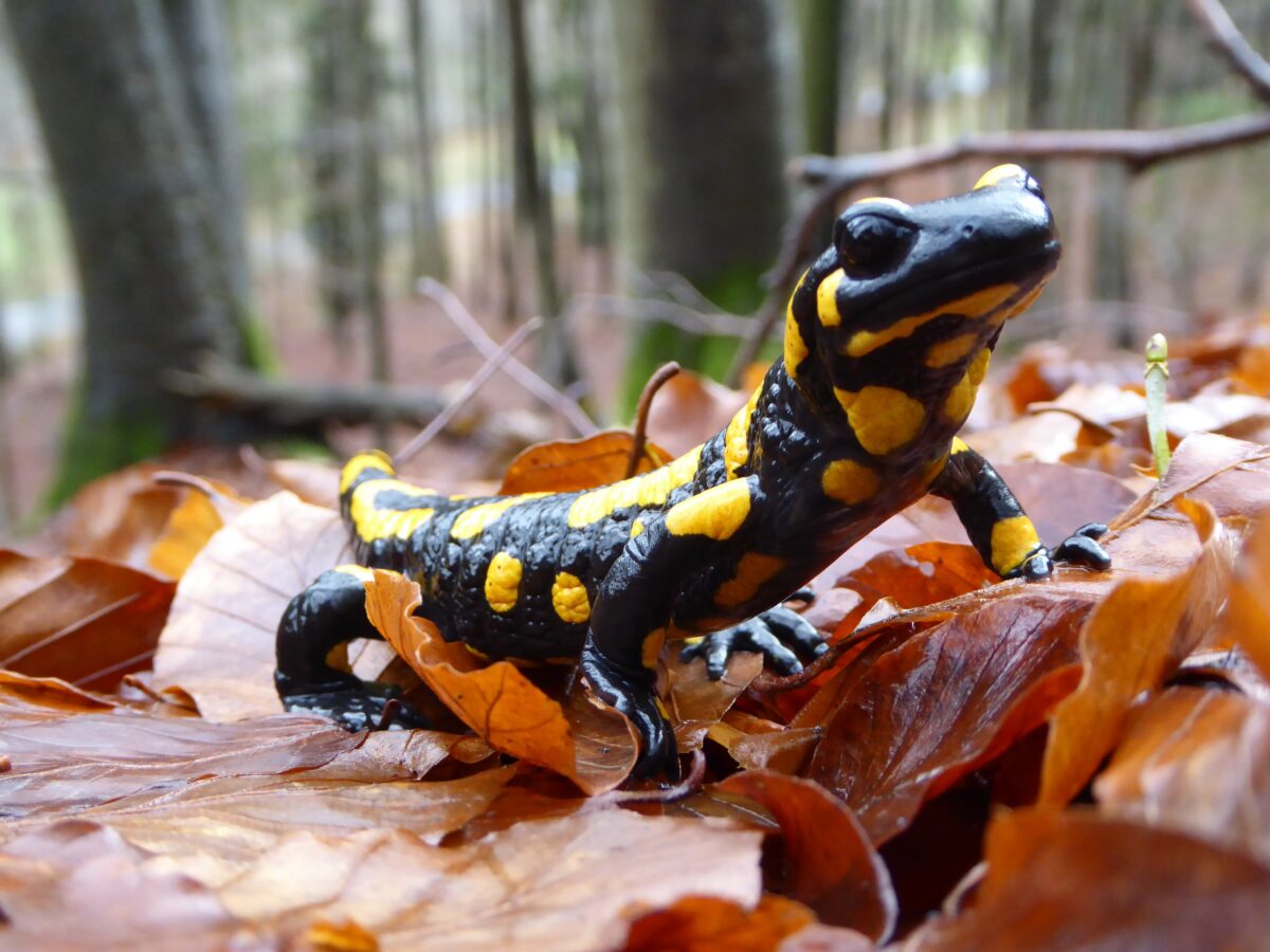 Rettung des Feuersalamanders: Ein Aufruf an Waldbesitzer