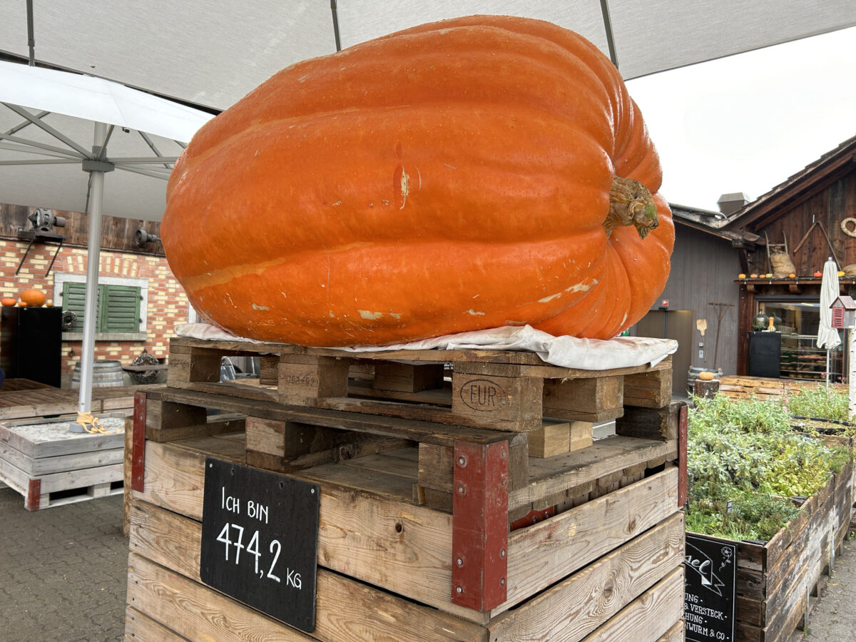 Was ist im Monat Oktober wichtig? Ein unterhaltsamer Überblick.