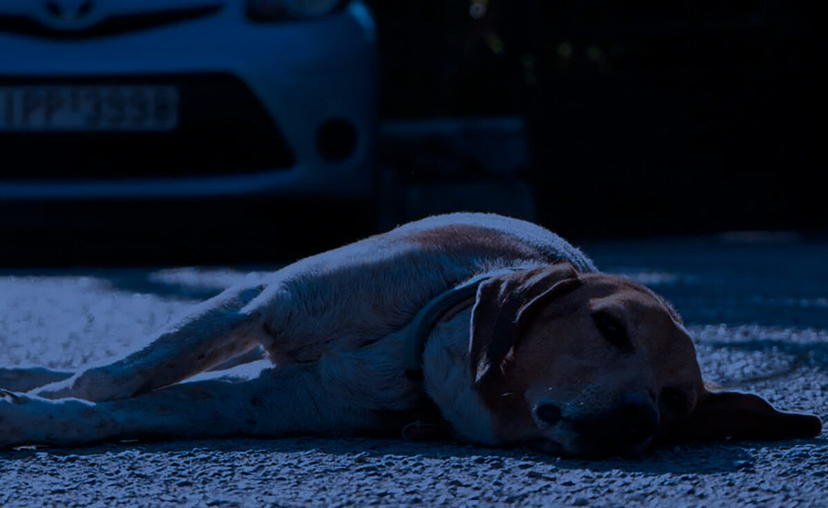 Herzlos: Hund in Ebnath angefahren und liegen gelassen