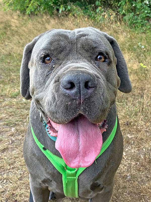 Stadt Weiden  sucht Halter für Cane-Corso-Damen: Einen Interessenten gibt es schon