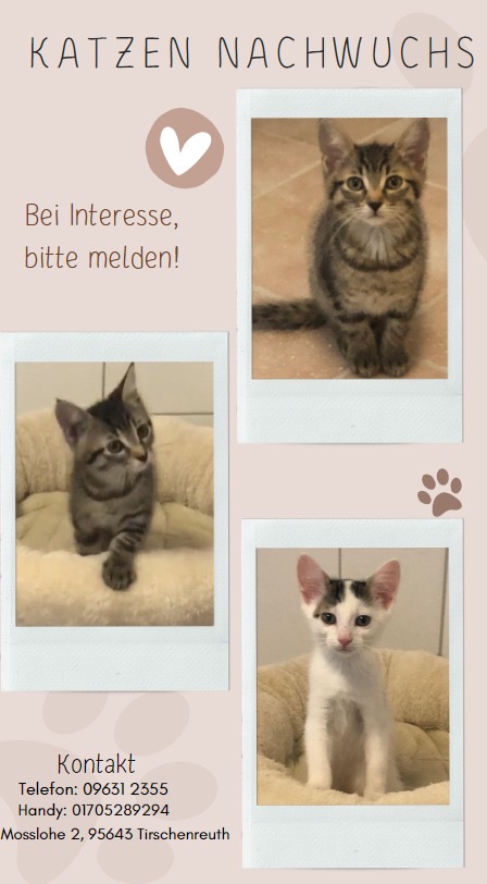 Sechs Kätzchen suchen ein liebevolles Zuhause