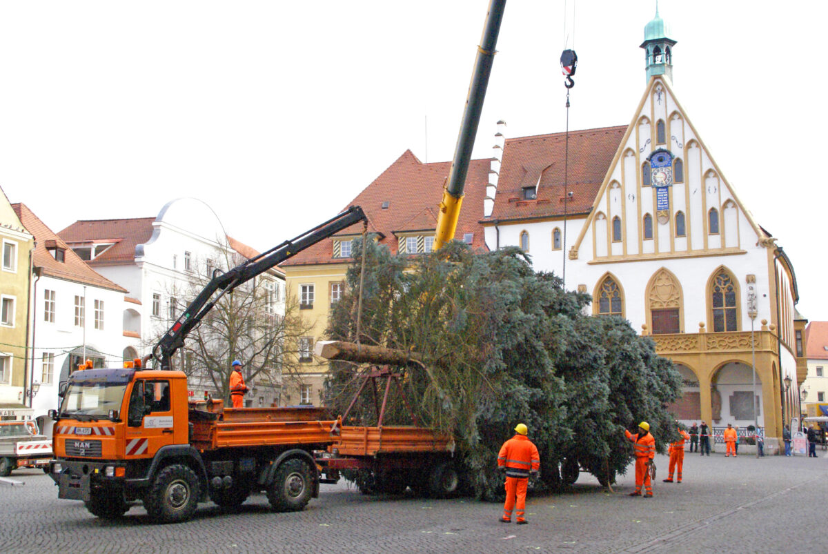 Ambergs Weihnachtsbäume bereichern bald die Altstadt