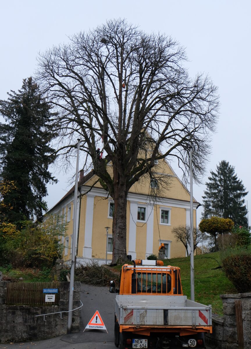 Historische Kastanie in Floß sorgfältig entastet