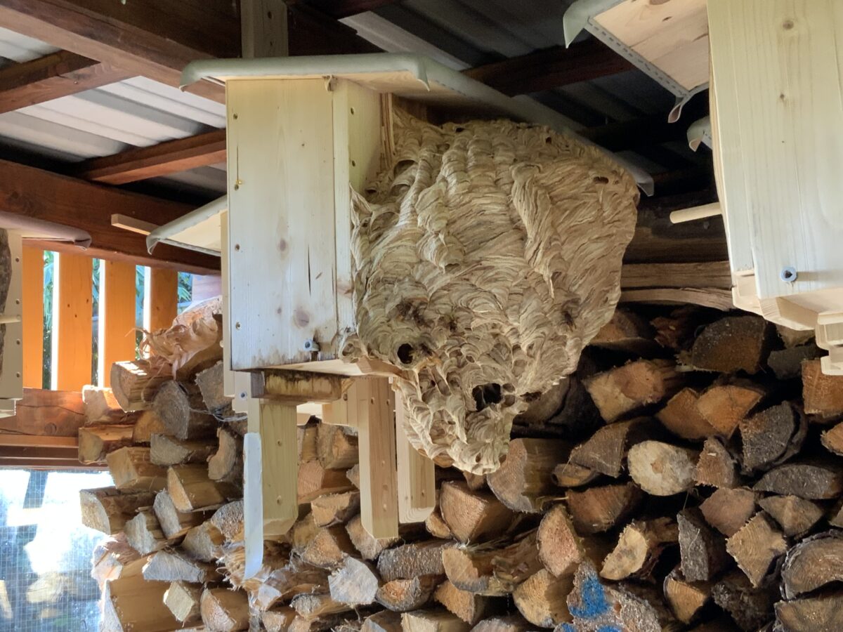 Hornissen bauen prächtige Sommer-Residenz in Oberbibrach