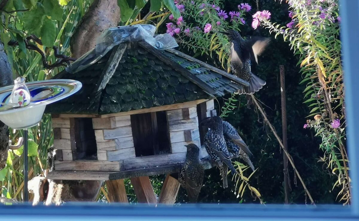 Spektakulärer Vogelzug in Eslarn beobachtet