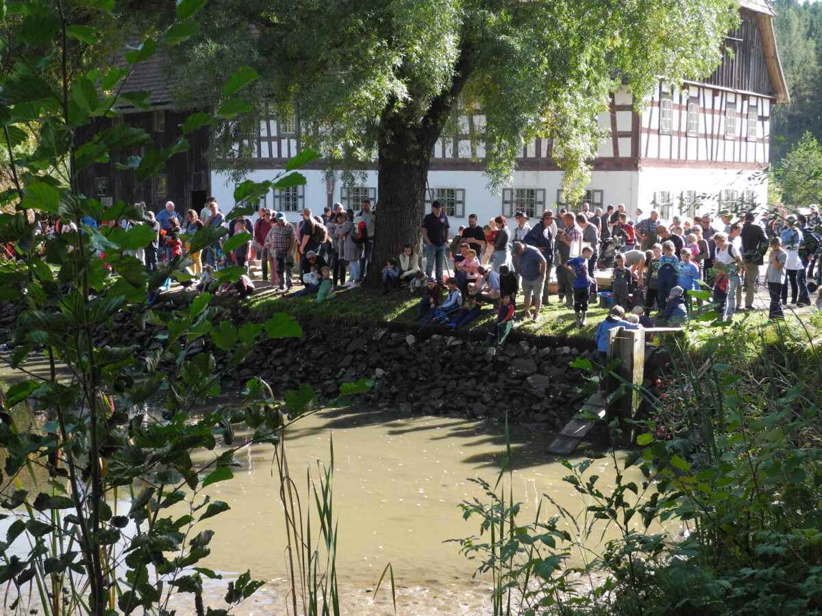 Traditionelles Abfischen im Freilandmuseum lockt die Besucher