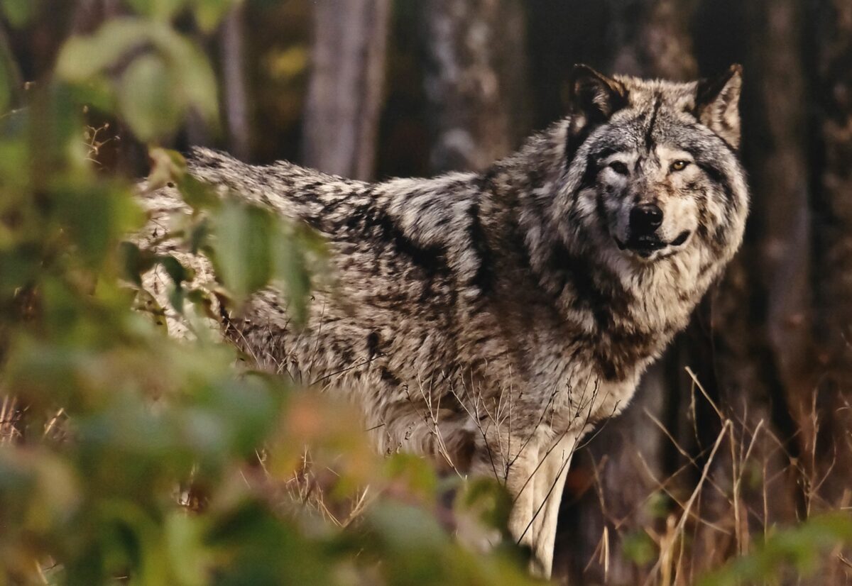 Marktgemeinderat Kirchenthumbach hat genug: Maßnahmen gegen Wolf gefordert