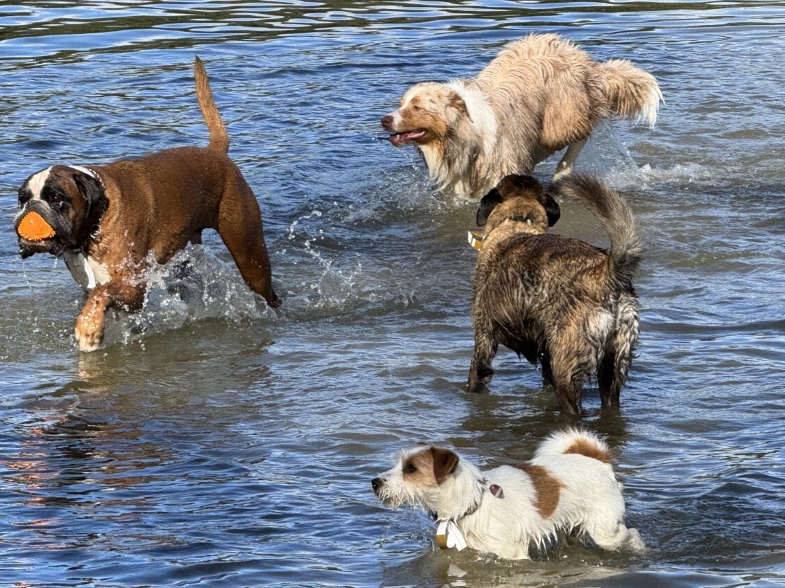 Traditioneller Saisonabschluss im Schätzlerbad: Hundeschwimmen
