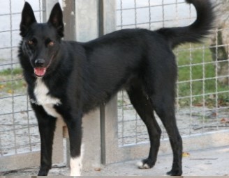Maja sucht dringend ein Zuhause