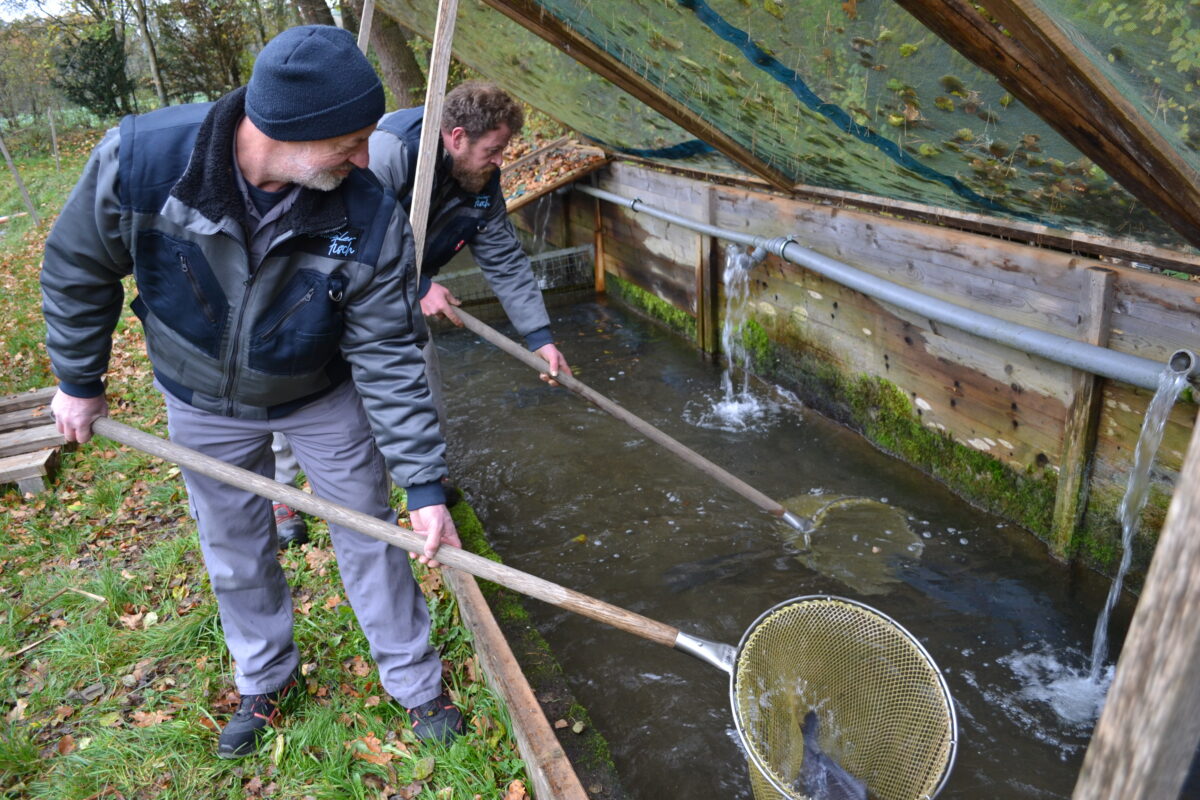 Musterbeispiele der Direktvermarktung: von frischen Fischen bis zu gesunden Obstsäften