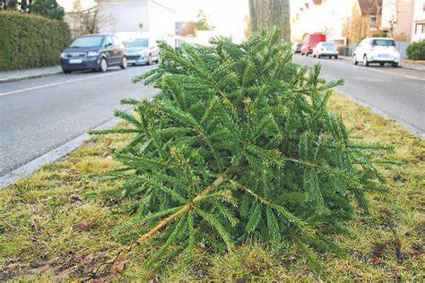 Junge Union Waldthurn sammelt am 10. Januar Christbäume