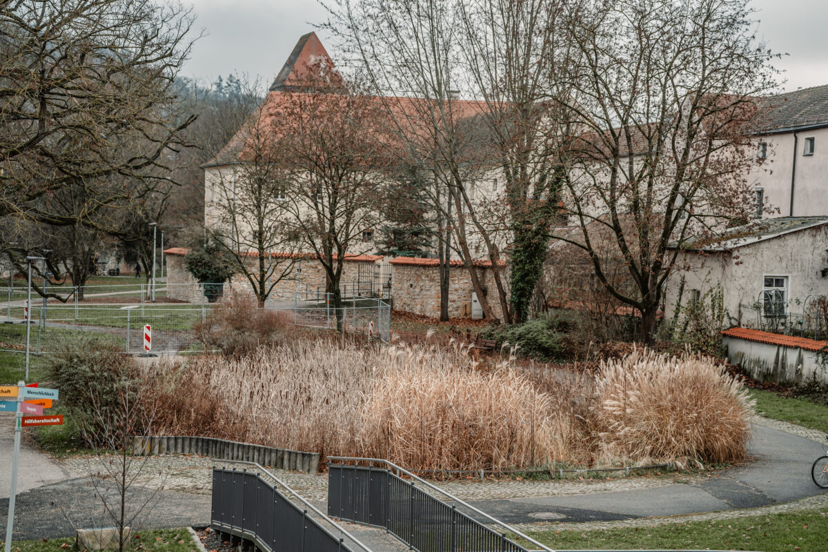 Rückbau in Amberg rettet Fische aus Stadtteich
