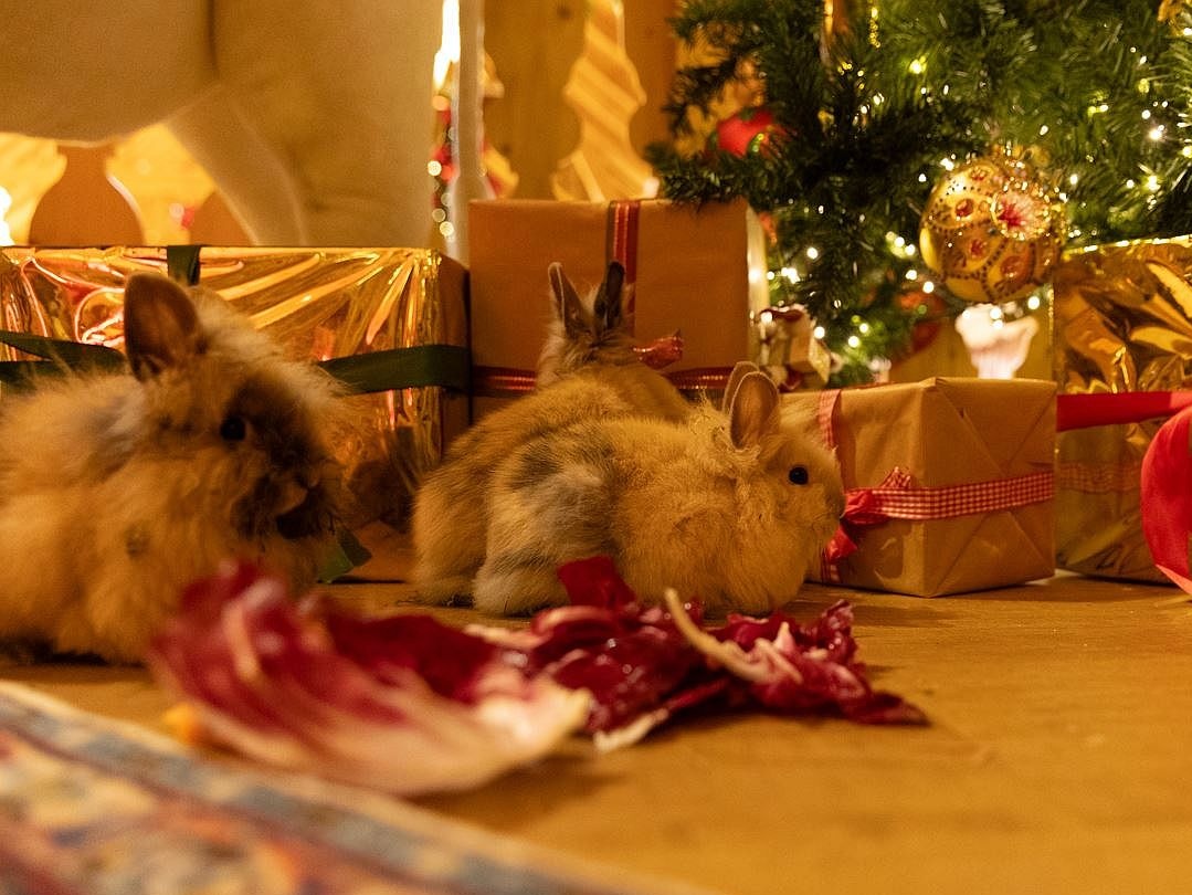 Gut Aiderbichl warnt vor Haustieren als Geschenke