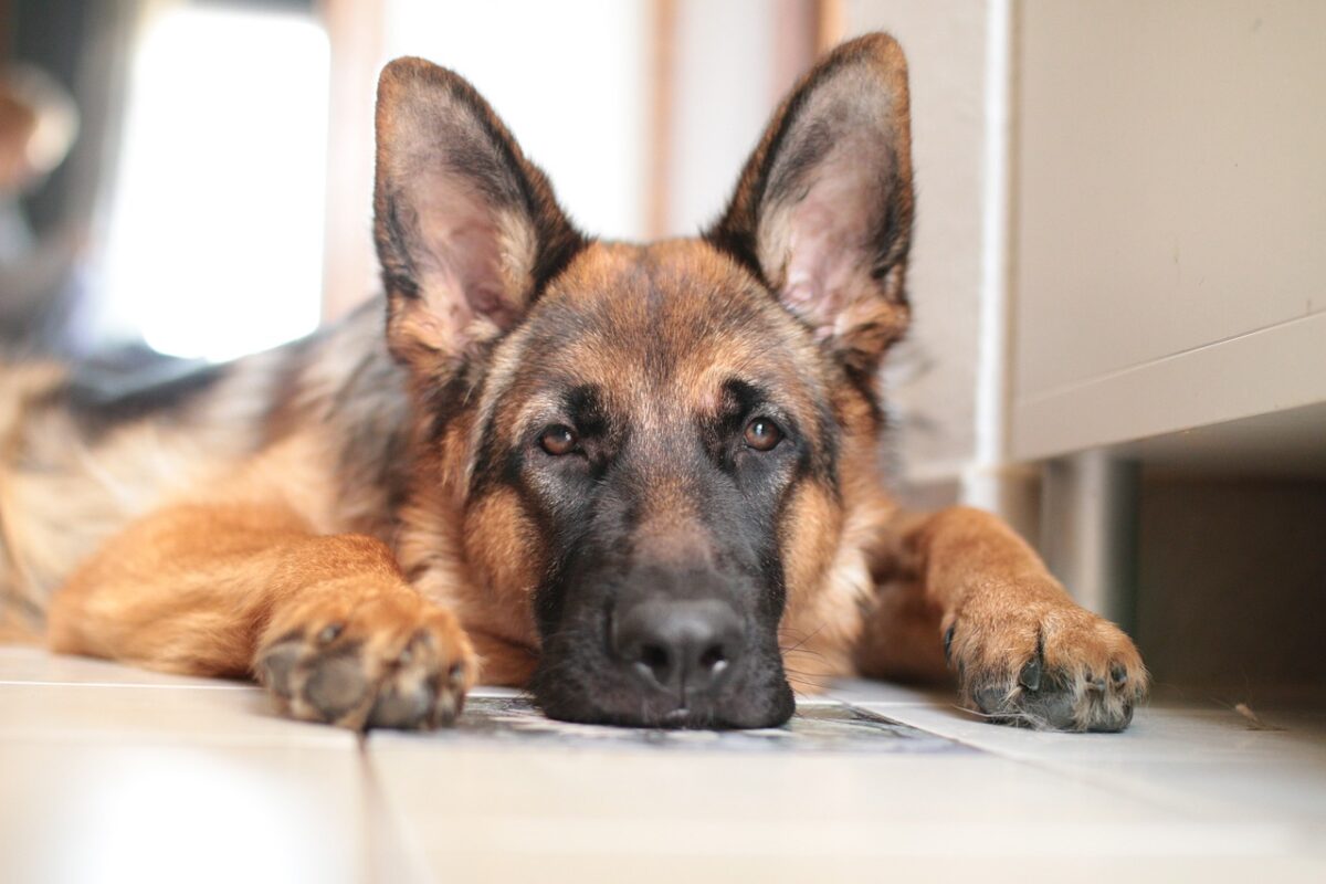 Tierquälerei in Amberg: Hund bleibt beim Besitzer