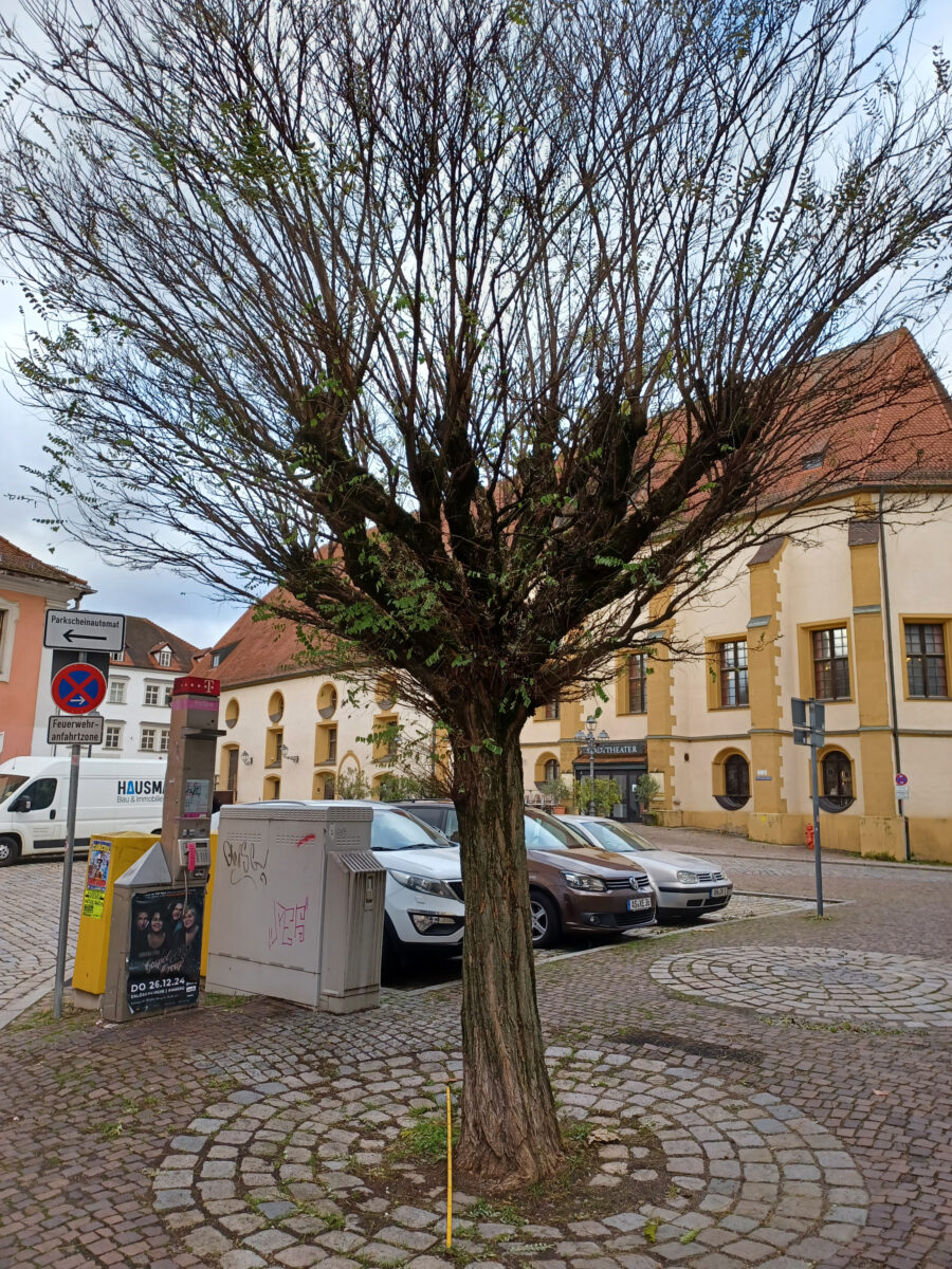 Amberg ersetzt alte Robinien durch neue Platanen
