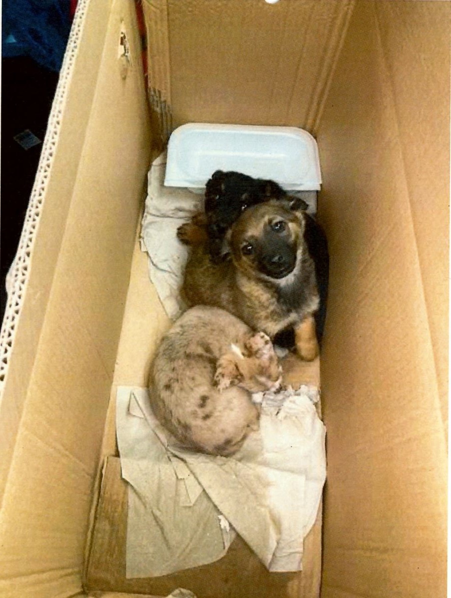 Dieser Blick! – Zoll entdeckt drei Hundewelpen im Karton
