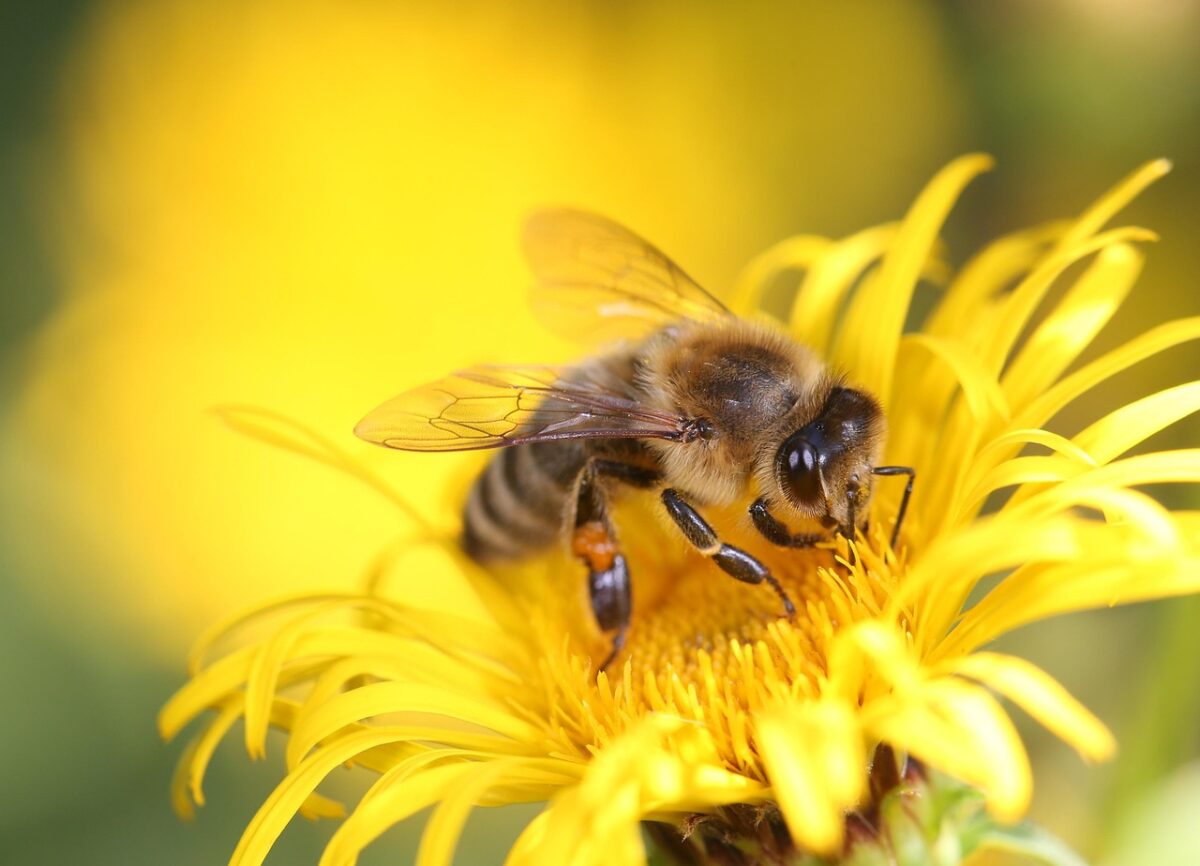 ECHO-Gewinnspiel zum Welttag der Bienen: Interessante Fakten und Gutschein für die Gärtnerei Punzmann zu gewinnen