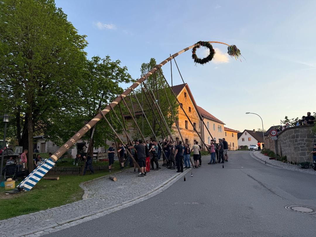 Oberbibracher Maibaum erreicht rekordverdächtige 45,39 Meter
