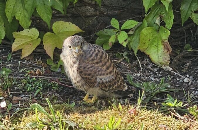 Jungfalke erobert Herzen auf Pirker Friedhof