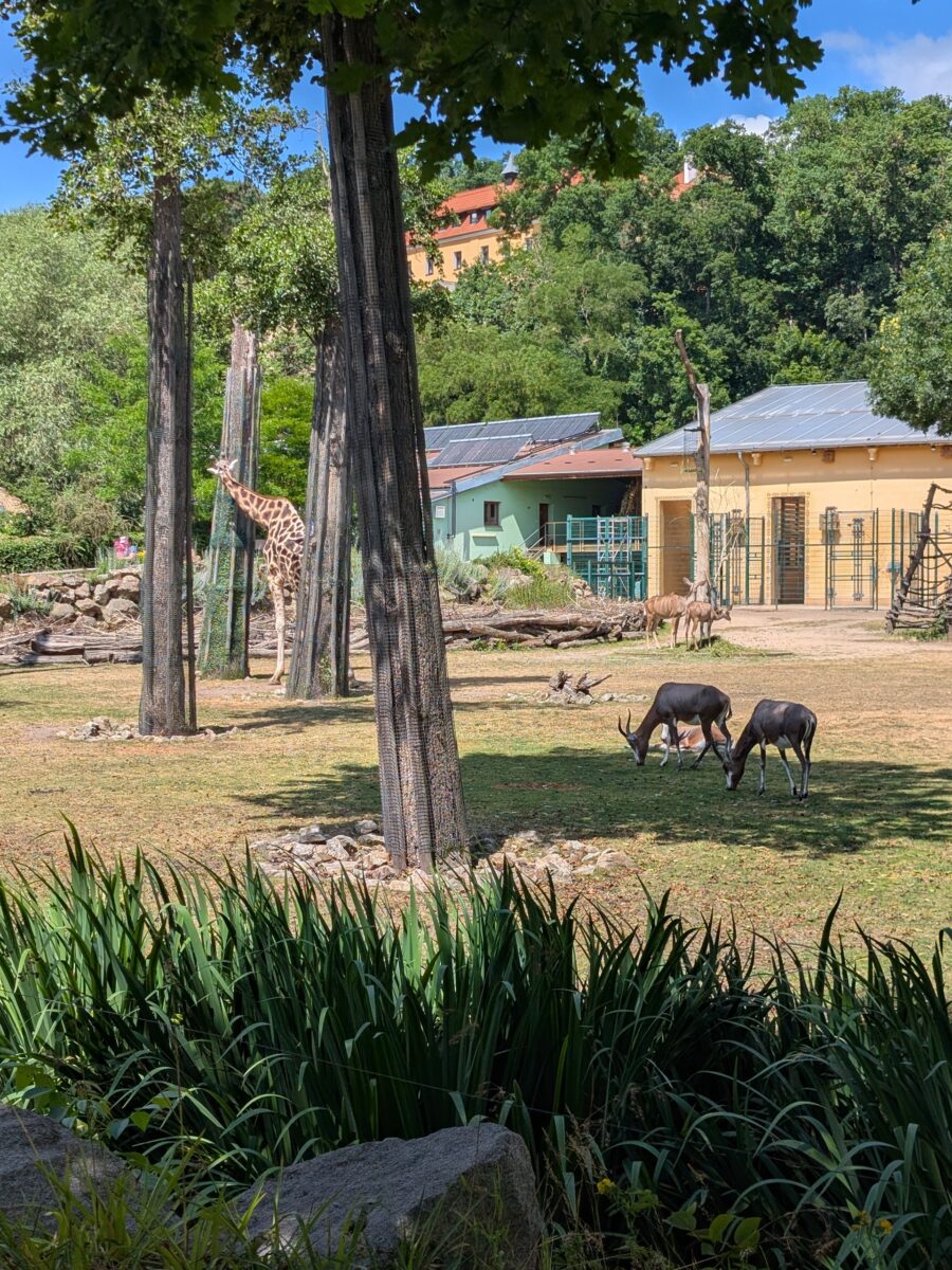 CSU Pressath genießt Tierwelt in Pilsen