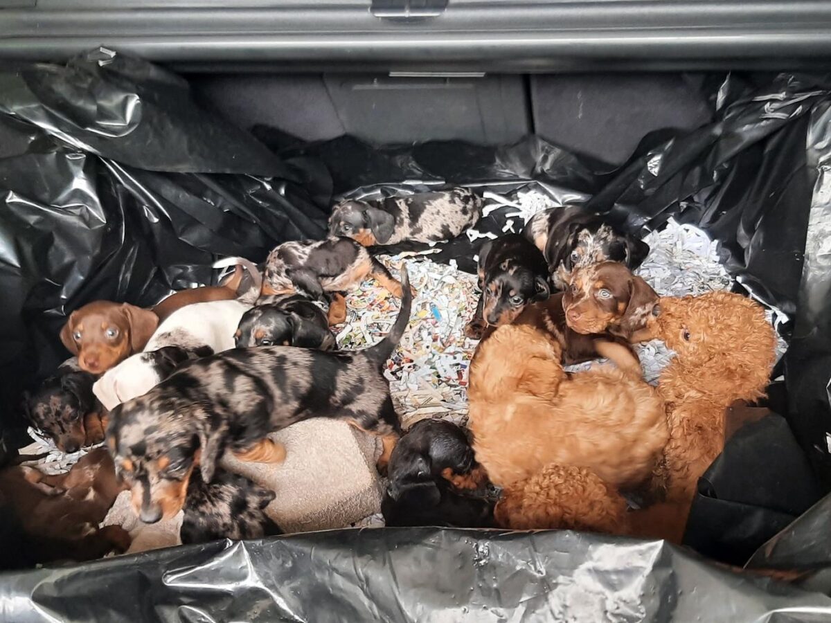20 Hundewelpen im Kofferraum – Bundespolizei stoppt illegalen Tiertransport