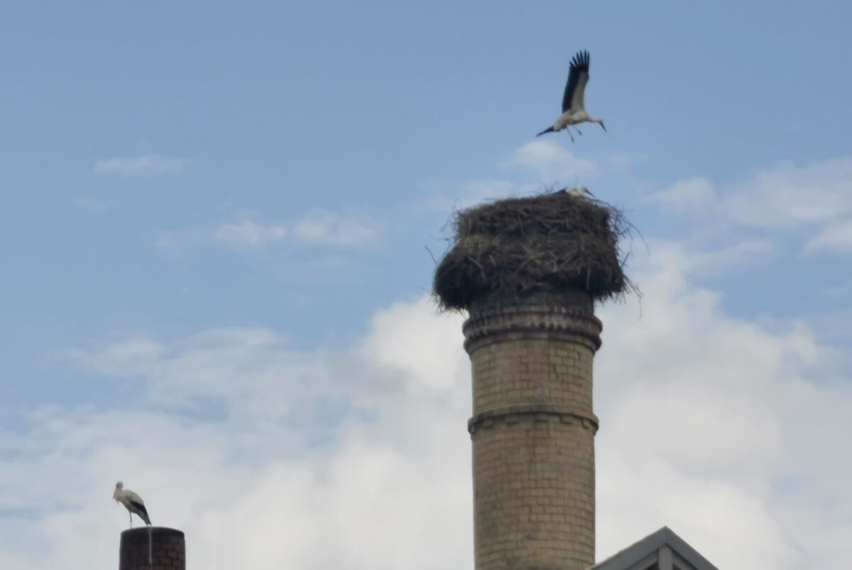 Eslarns Jungstörche starten zu ersten Flugversuchen