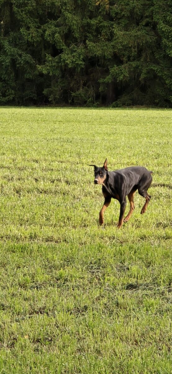 Dobermann in Tirschenreuth gefunden Hundehalter gesucht