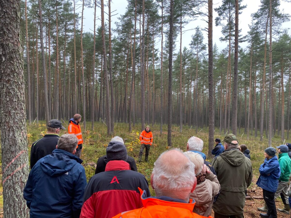 Klimawandel schwächt Kiefer – AELF informiert Waldbesitzer in Weiden
