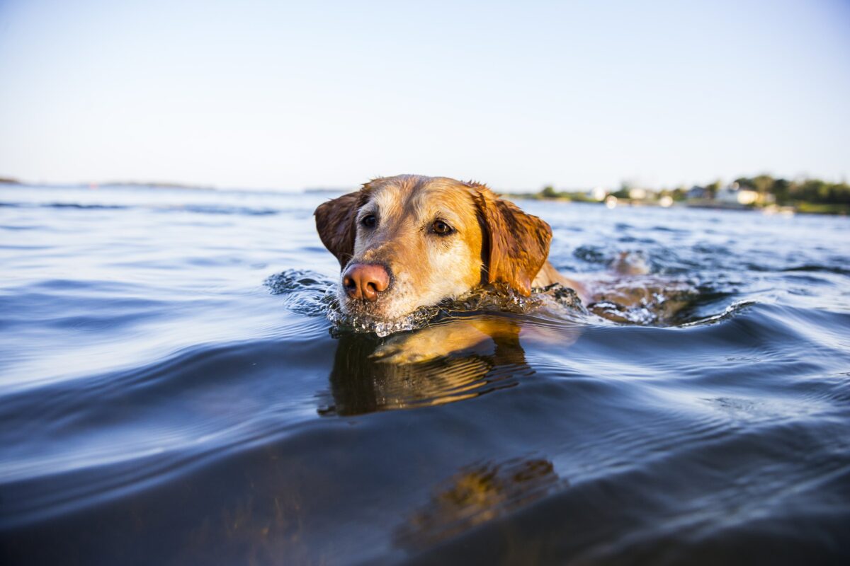 Urlaub mit Hund in der Oberpfalz – die besten Tipps